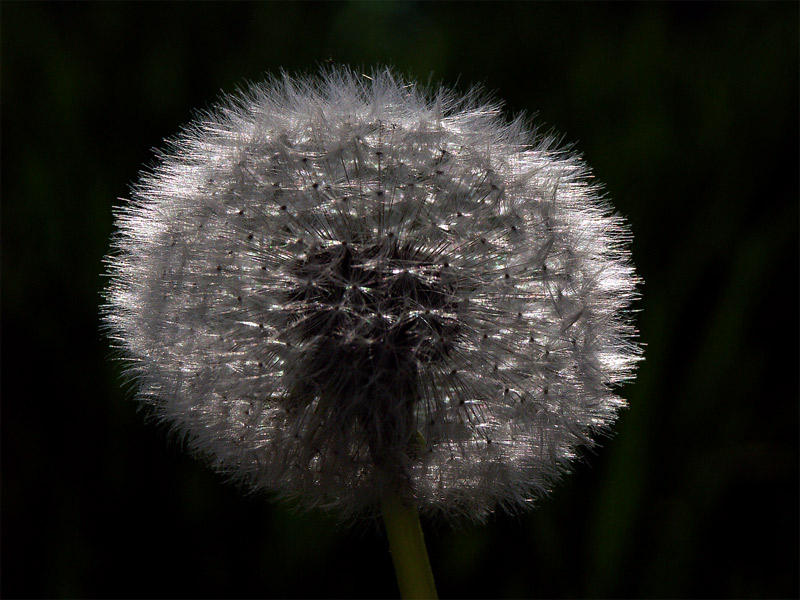 Hab auch ne Pusteblume!