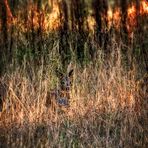 "Hab da einen Bock geschossen" - PseudoHDR