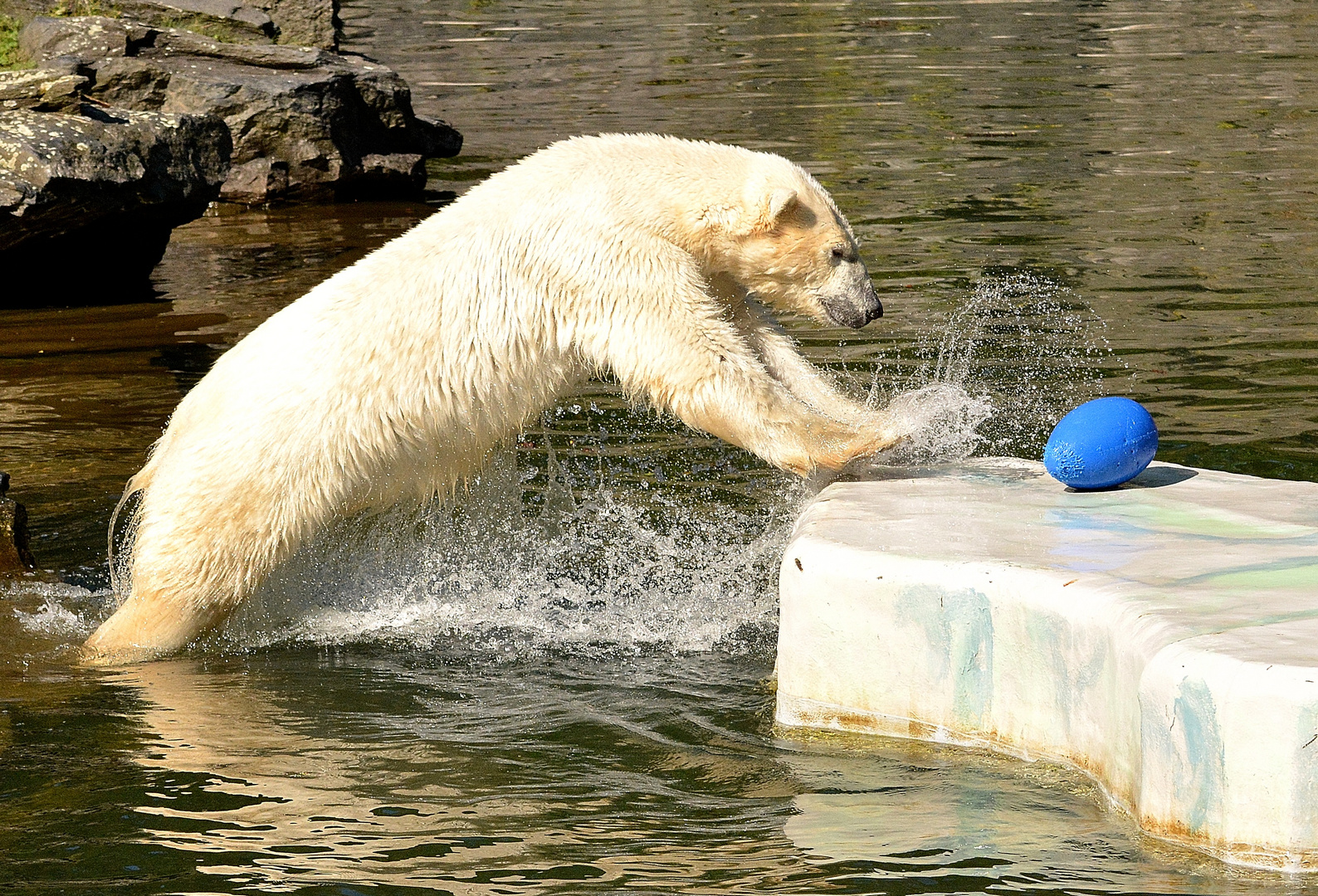 Hab den Ball...