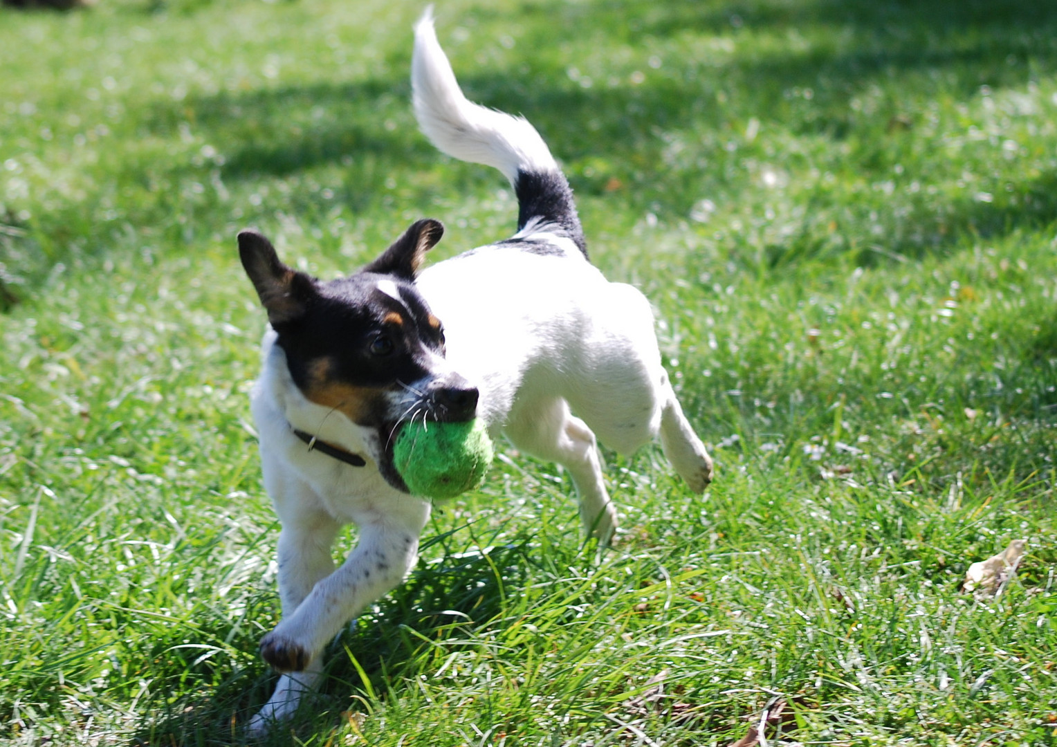 hab den Ball