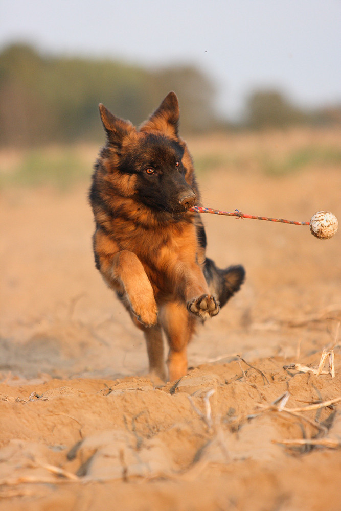 Hab' den Ball