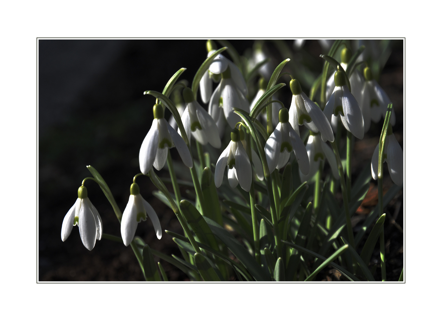 Hab den Frühling gesehen....