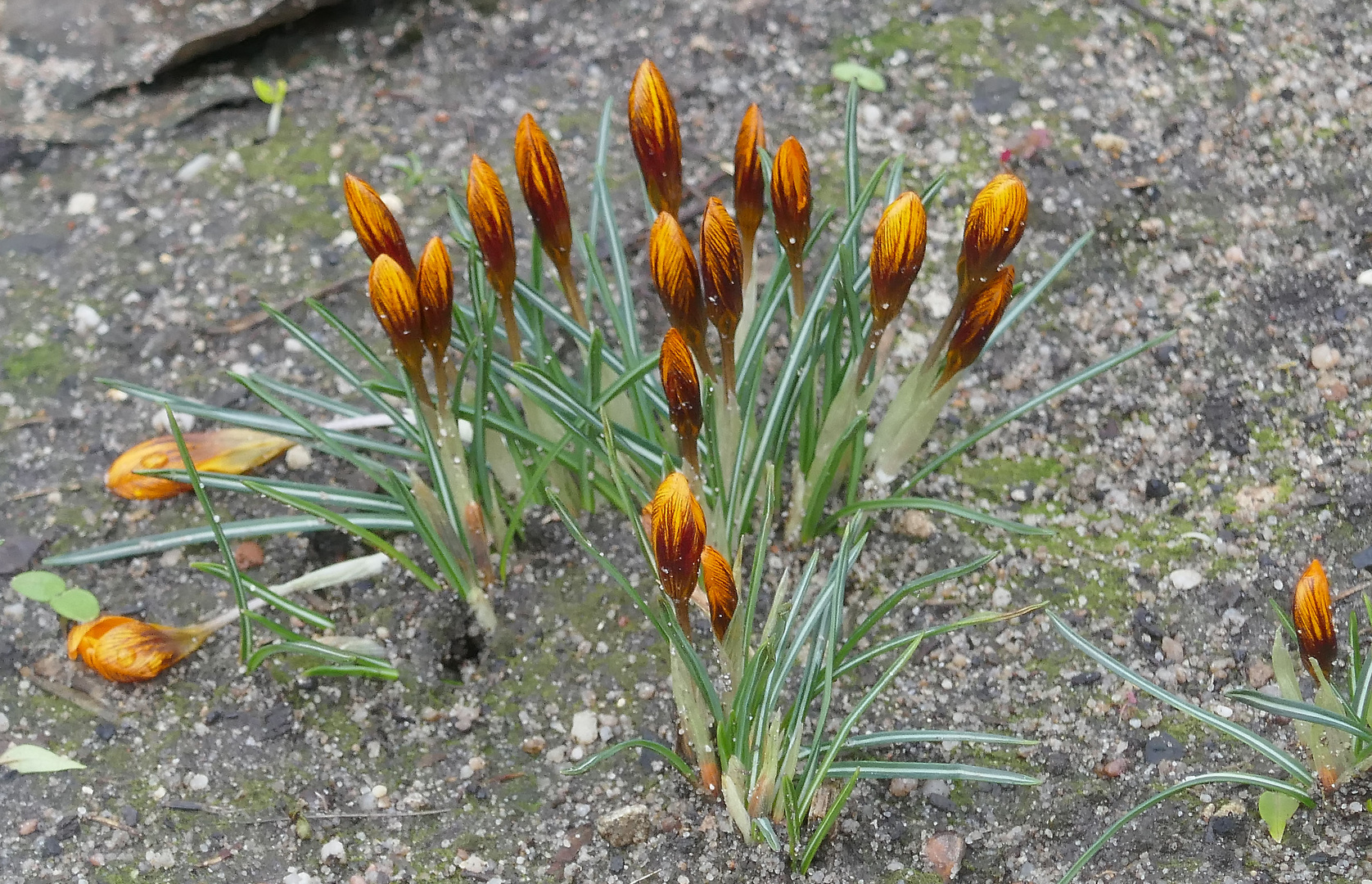 Hab' den Frühling gesehen 