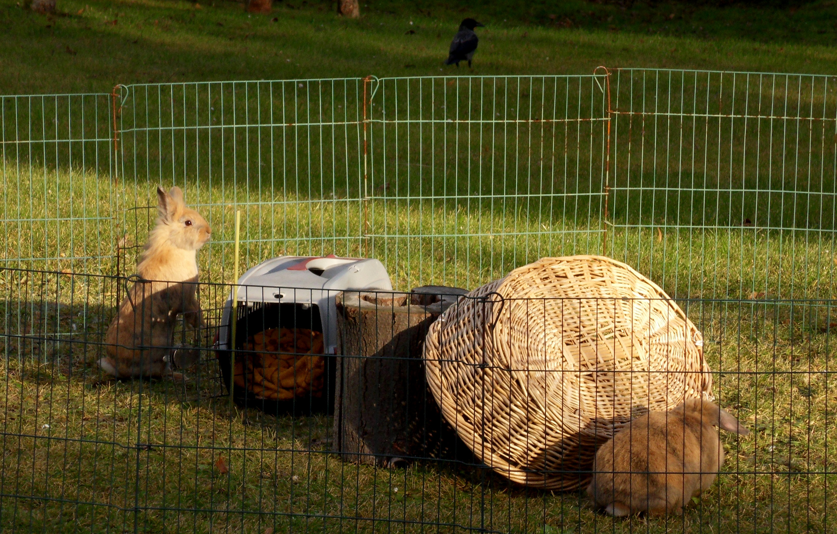 Hab den Osterhasen gesehen