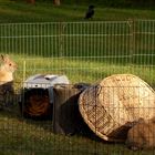 Hab den Osterhasen gesehen