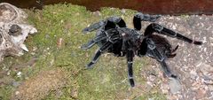 Hab dich lange nicht gesehen...Costa Rican Zebra Tarantula (Aphonopelma seemanni)