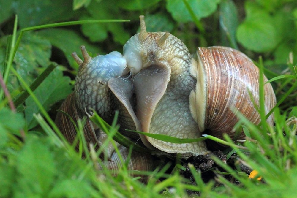 Hab' Dich lieb... Foto & Bild | makro, natur, details ...