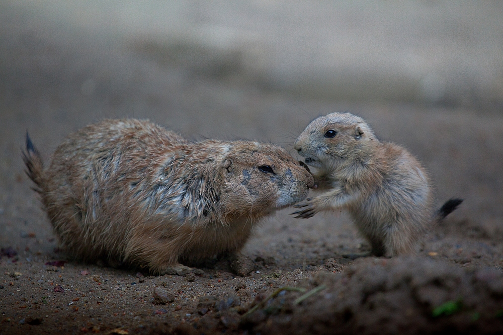 hab dich lieb...