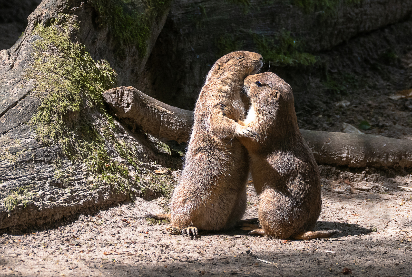 "Hab' Dich lieb!"