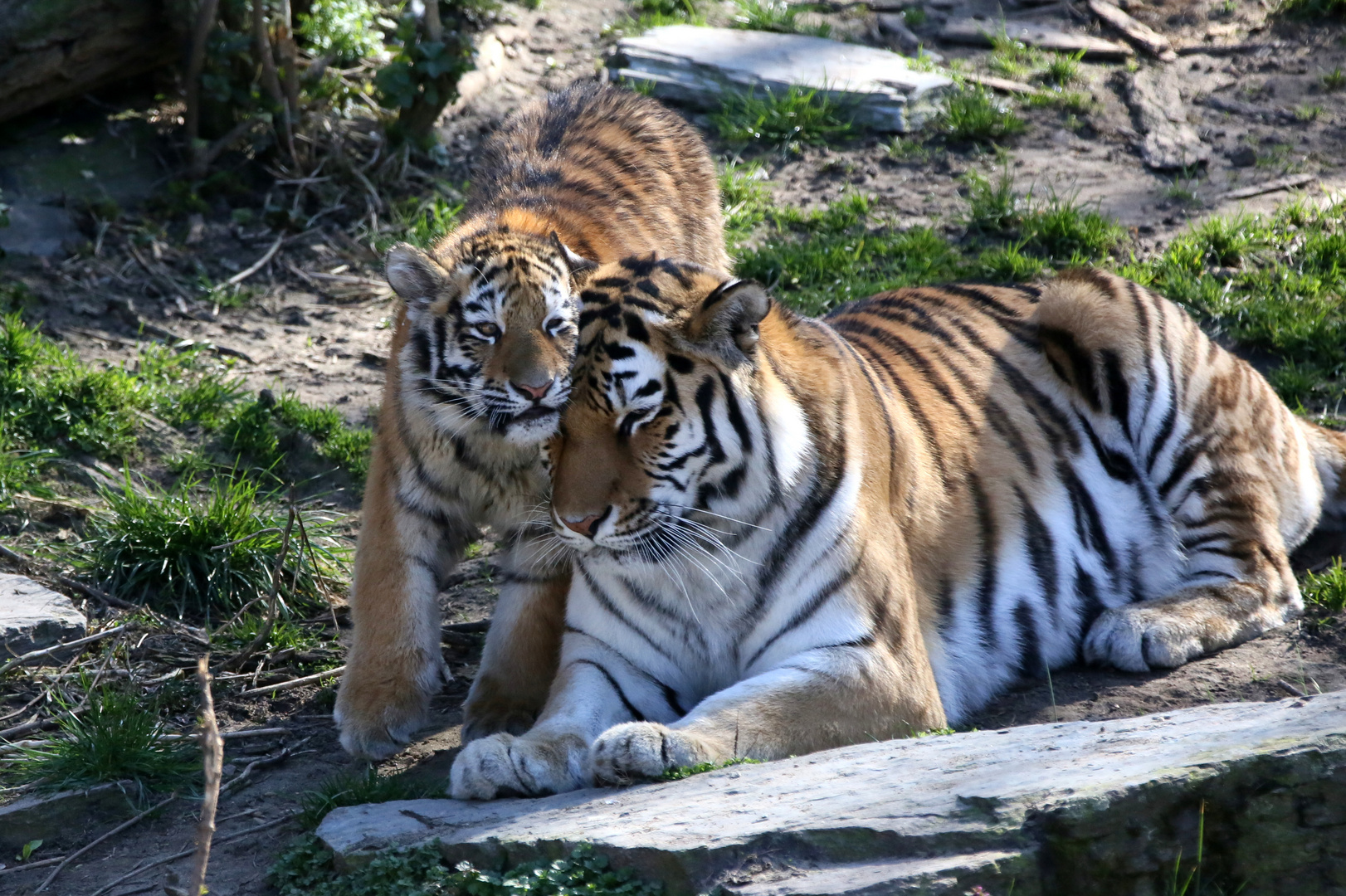 Hab Dich lieb Mama