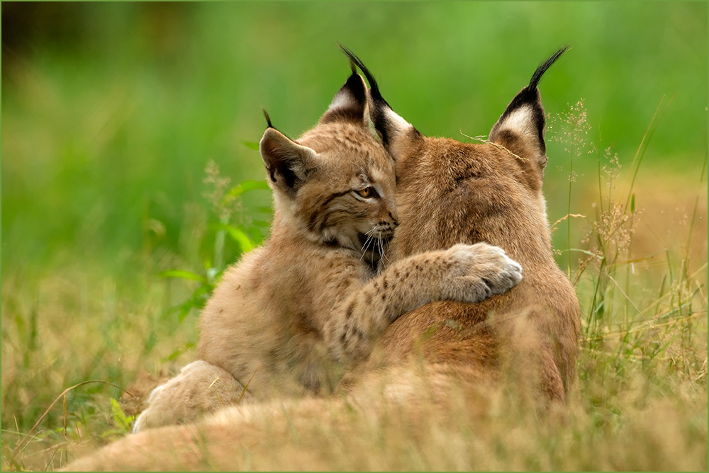 Hab' Dich lieb, Mama ...