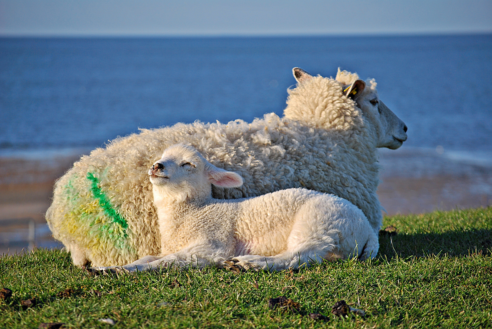 Hab' dich lieb, Mama!...