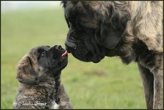 hab dich lieb , Mama