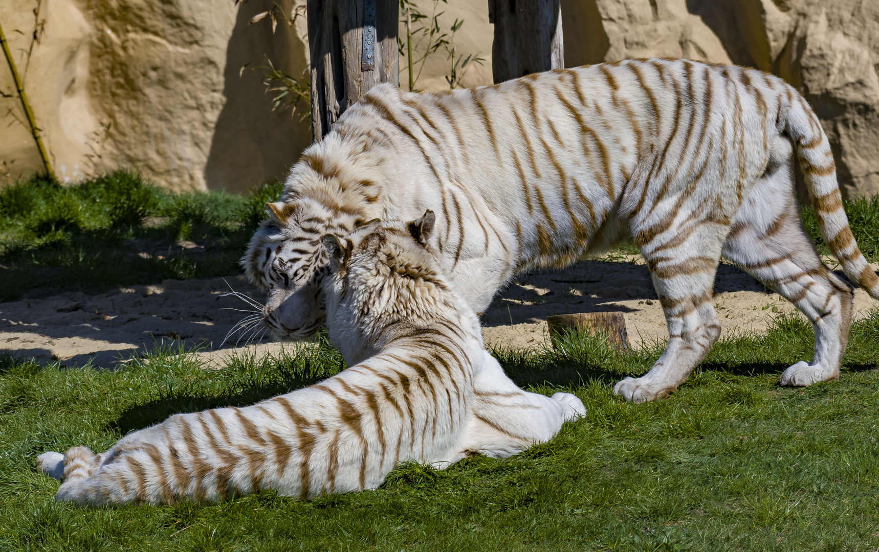 Hab dich lieb..( Wieße Tiger )