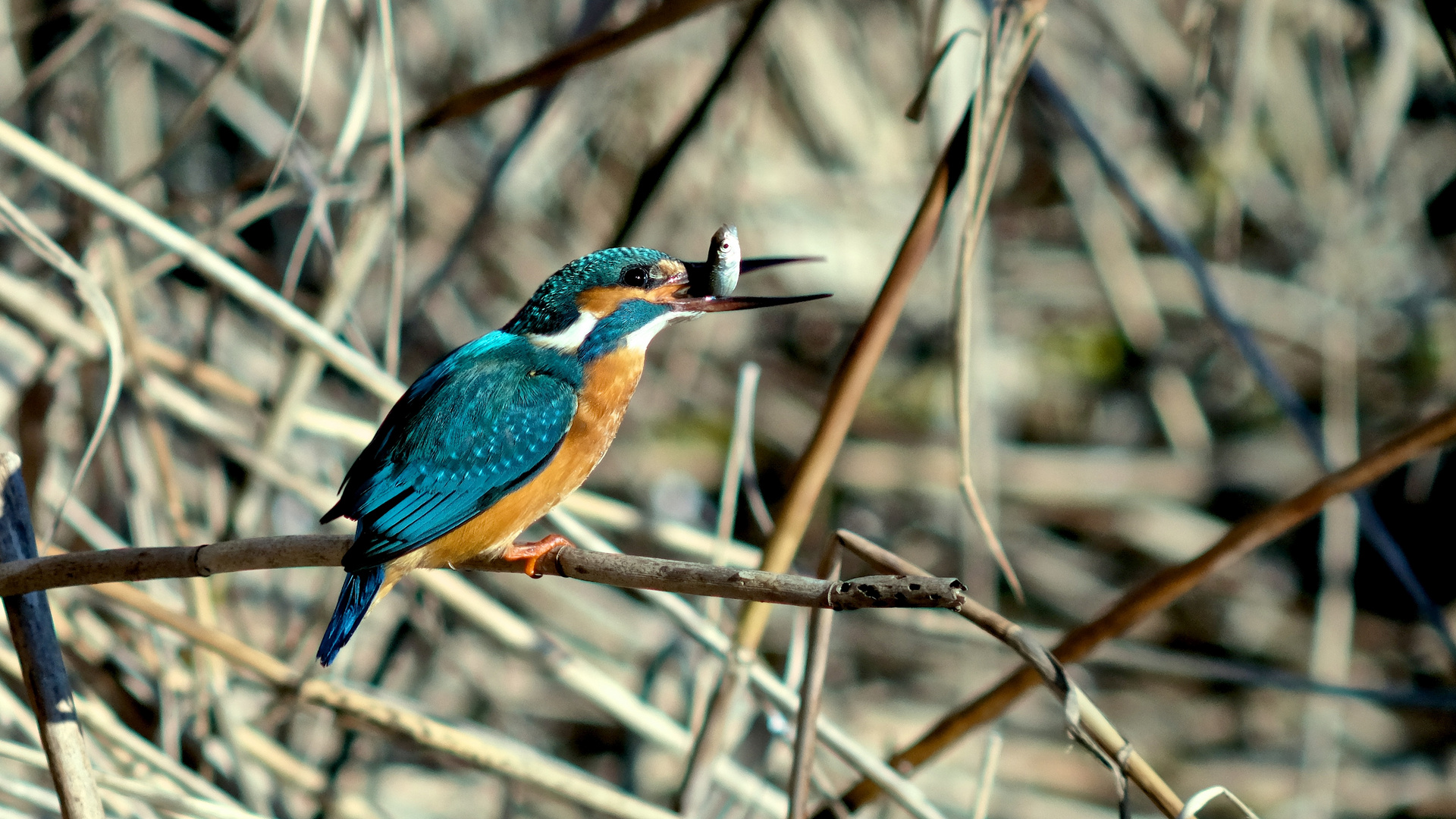 Hab Dich...EISVOGEL