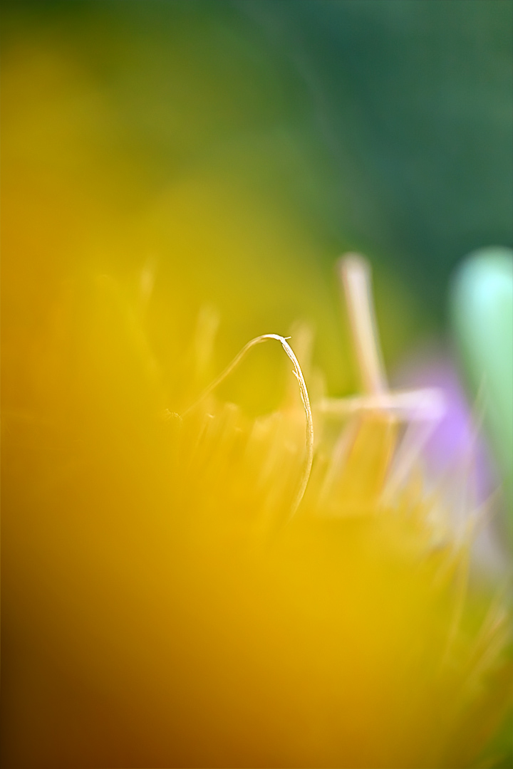 hab die erlaubte menge gras für euch ...