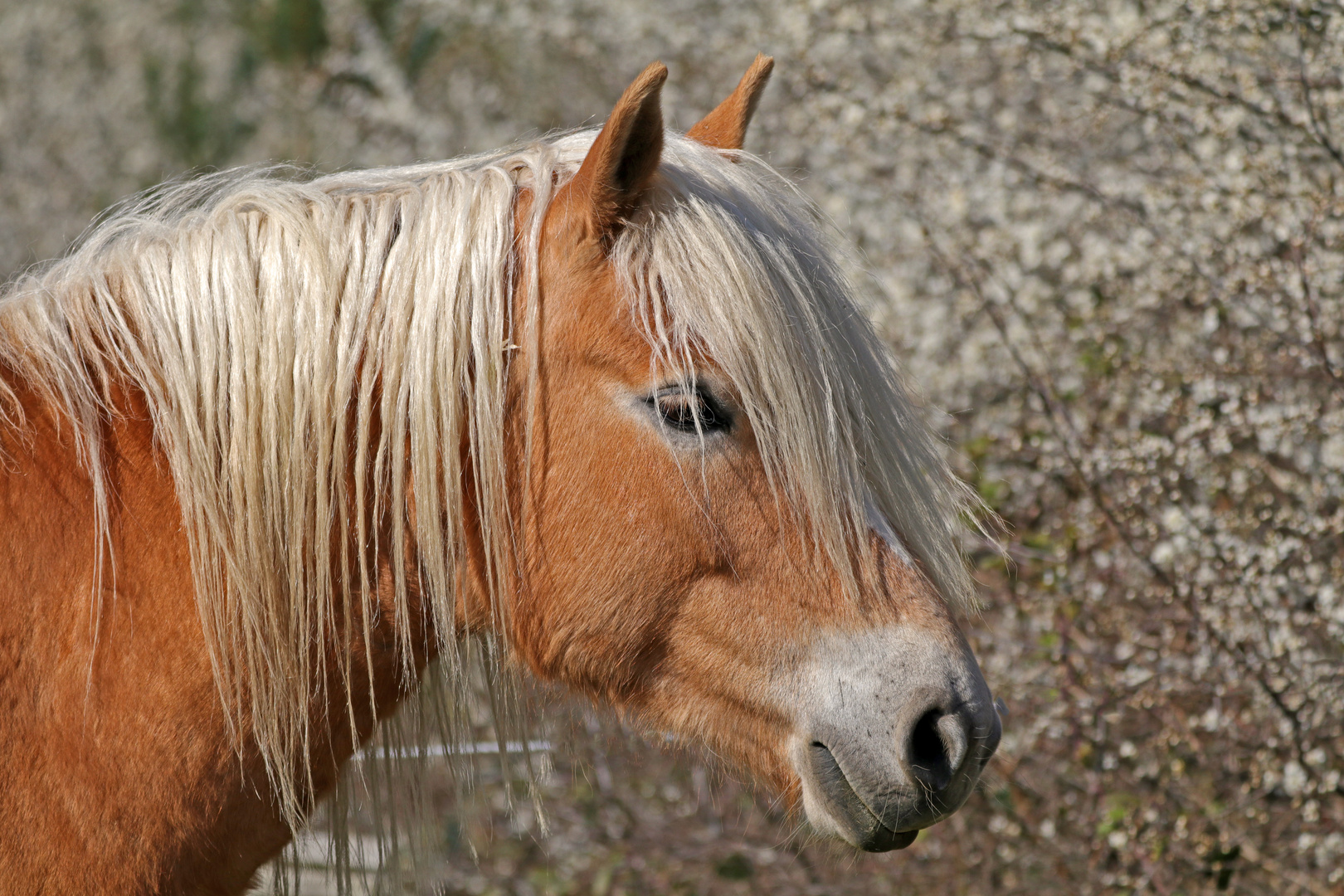 Hab die Haare schön