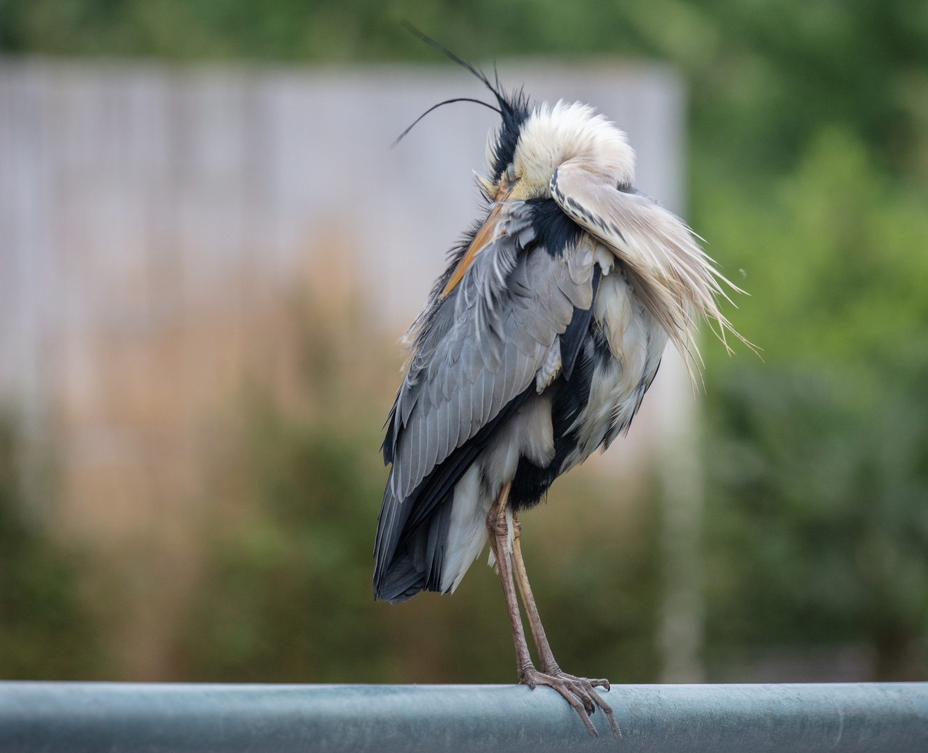 hab die Haare schön