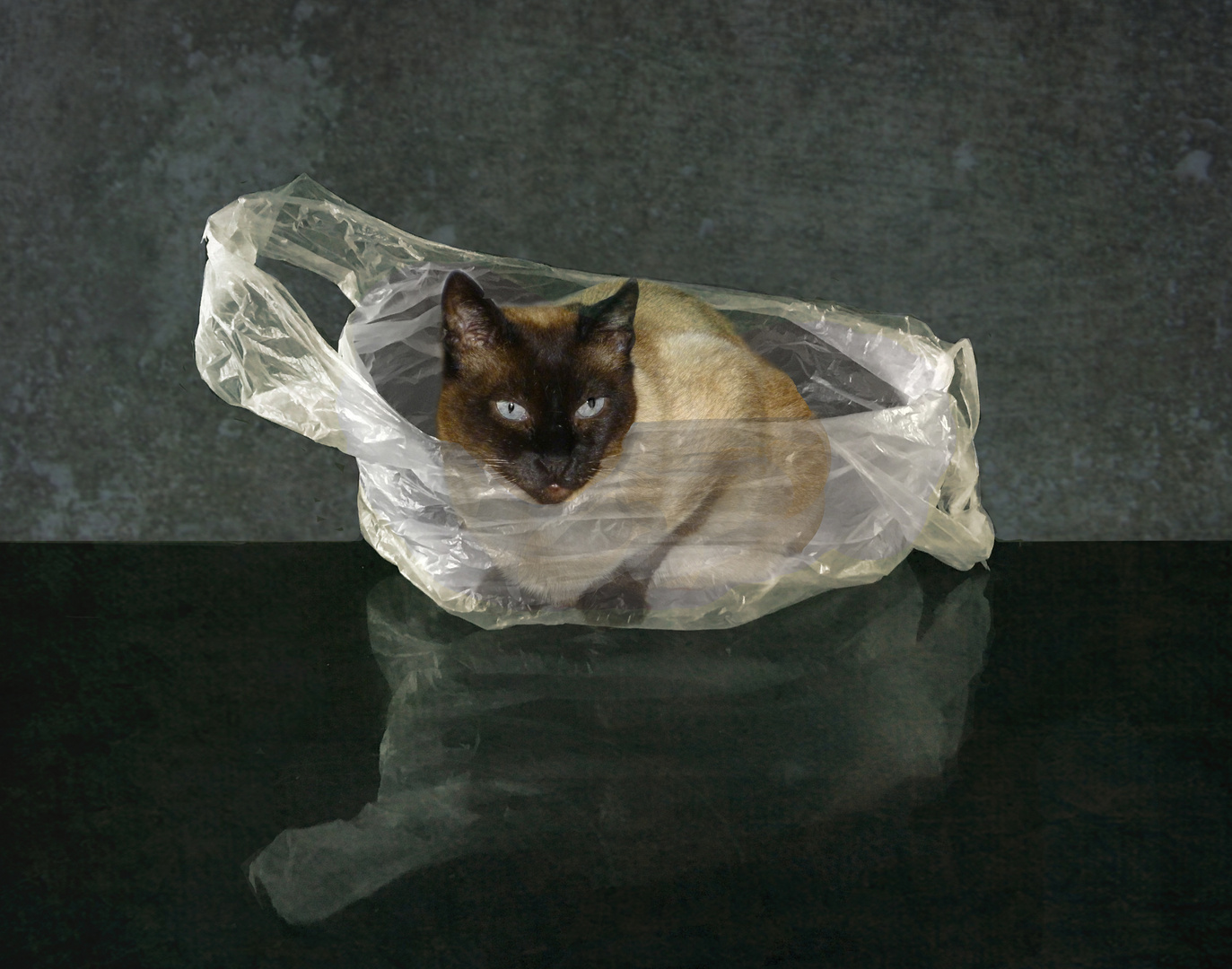 Hab die Katze im Sack gekauft...