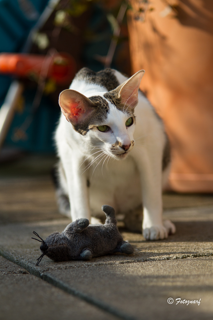 Hab die Maus