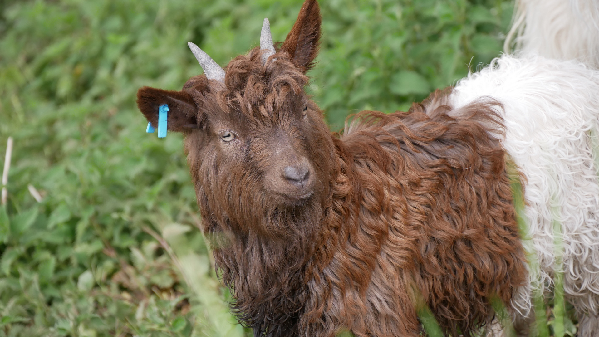 Hab diese Haare schön trotz Regen