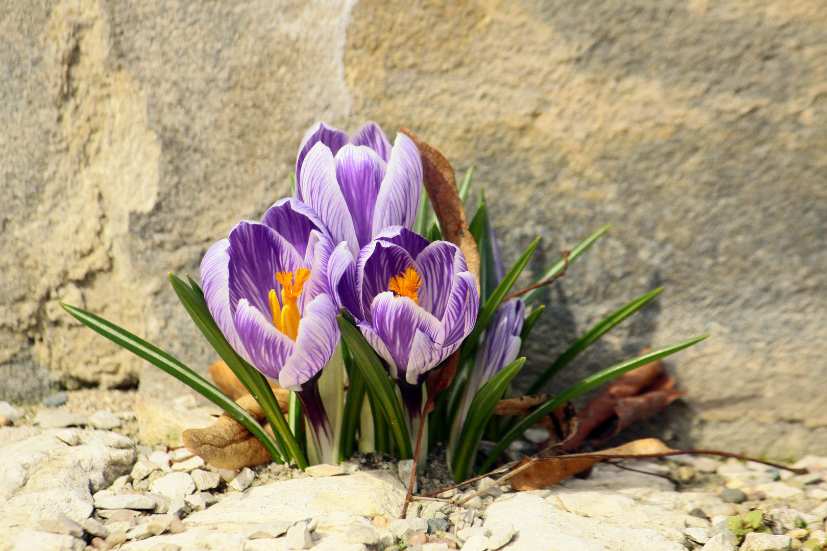 Hab ein Stück Frühling gefunden.....