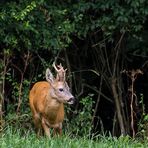 Hab einen Bock "Geschossen" nicht Erschossen - gelle?