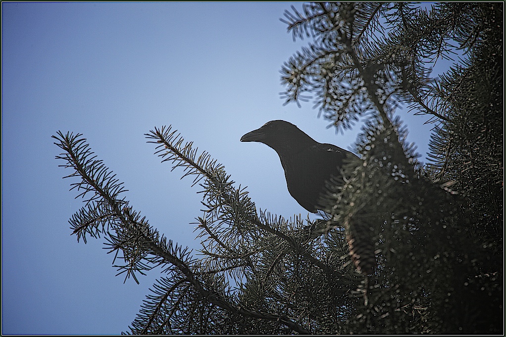 ..hab' einen Vogel....