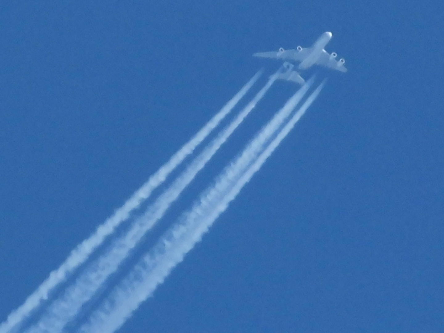 Hab es nicht schärfer hinbekommen die fliegen verdammt hoch....