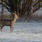 Hab heute keinen Bock ;-)