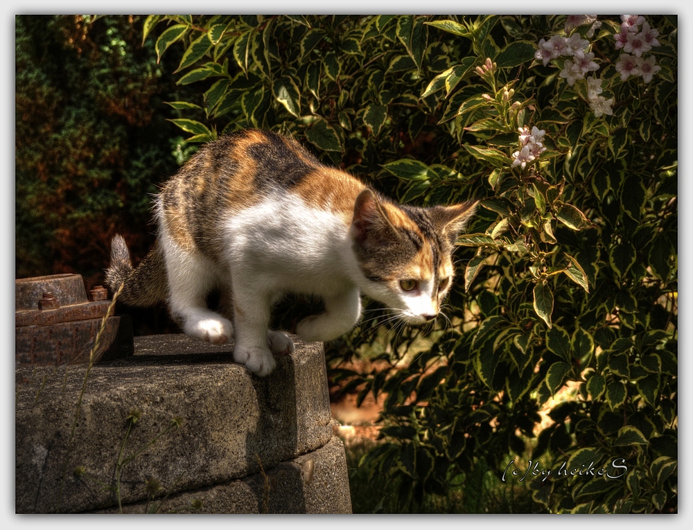 "Hab ich da was von Weltkatzentag gehört ??? Nix wie hin ....."