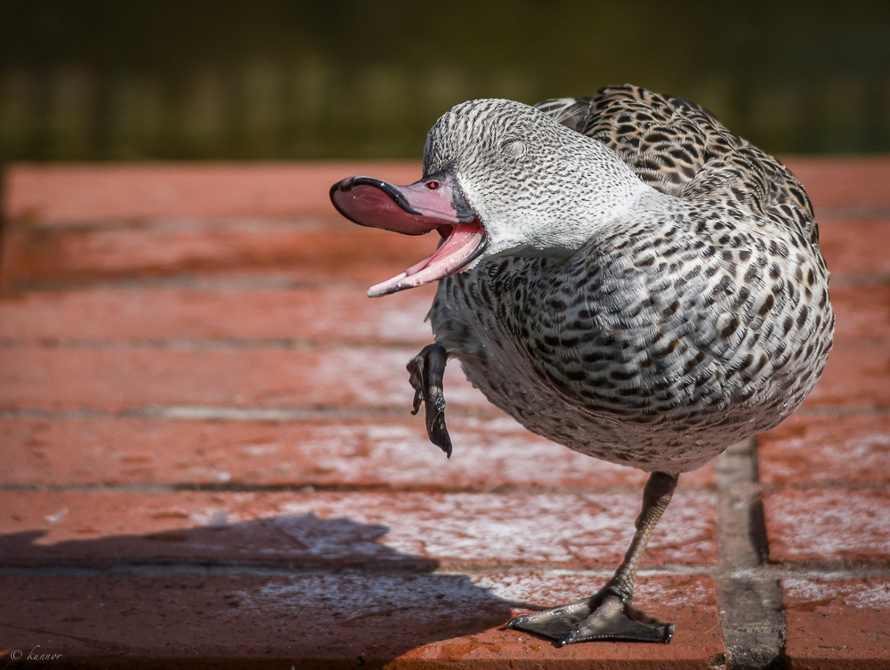 hab ich ein Floh ??