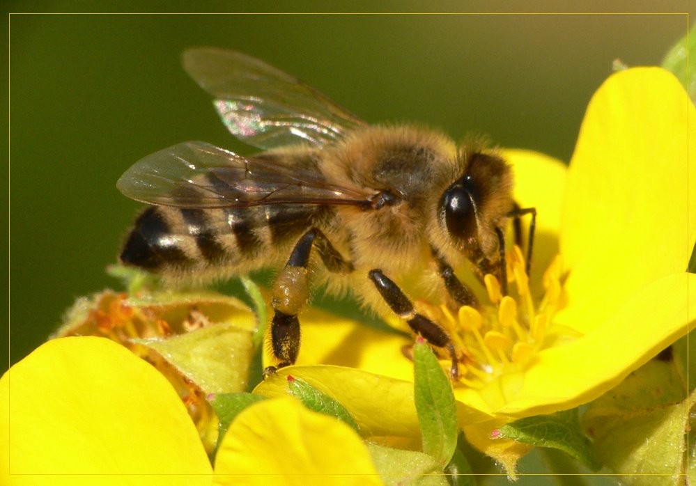 Hab ich einen Bienenhunger...