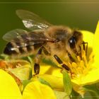 Hab ich einen Bienenhunger...