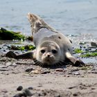 Hab ich es auch endlich aus dem Wasser geschafft...