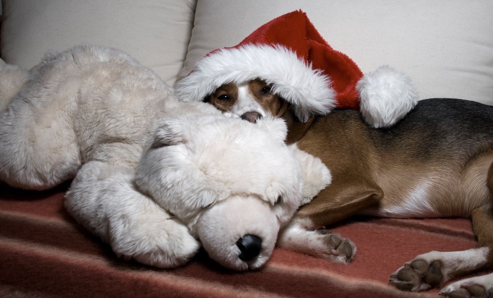 Hab' ich etwa Weihnachten verschlafen? von Fritjof Büttner