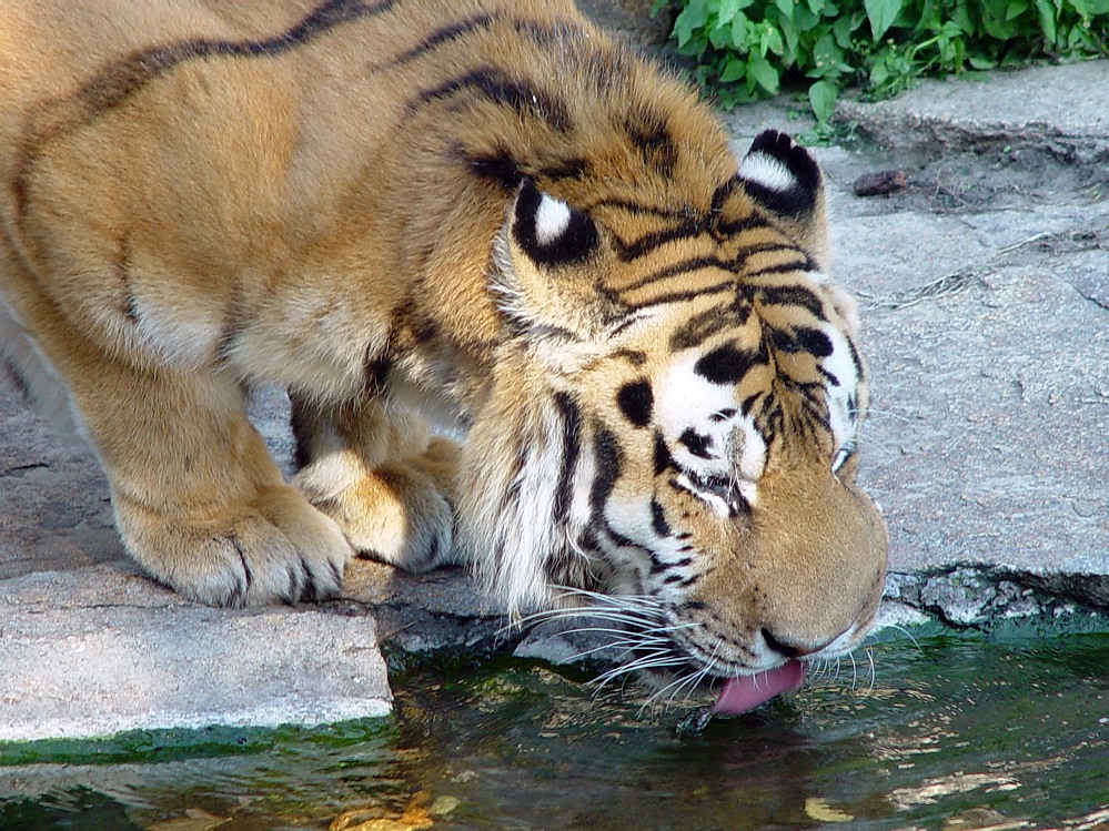 ... hab ich nen Kater ...