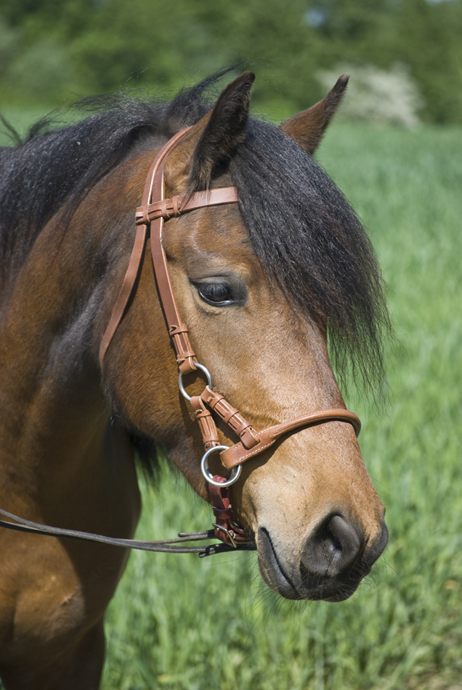 Hab ich nicht einen schönen Pony