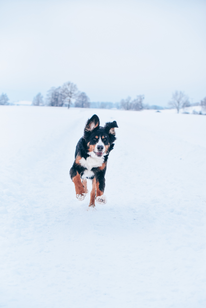 Hab ich Schnee gehört?