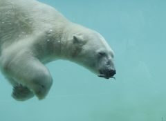 Hab ihn... Eisbär beim Fressen