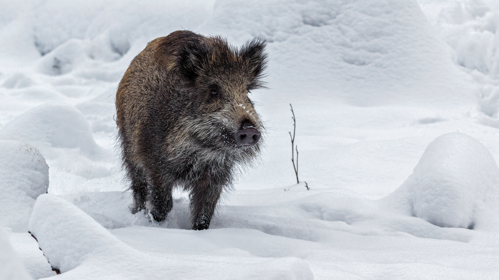 Hab im Archiv mal etwas Schnee gefunden