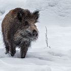 Hab im Archiv mal etwas Schnee gefunden