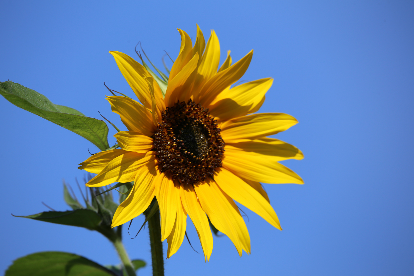 Hab jetzt meine eigene Sonne(nblume)