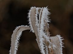 Hab mal versucht, den berühmten Papyrus spinosus zu entziffern . . .