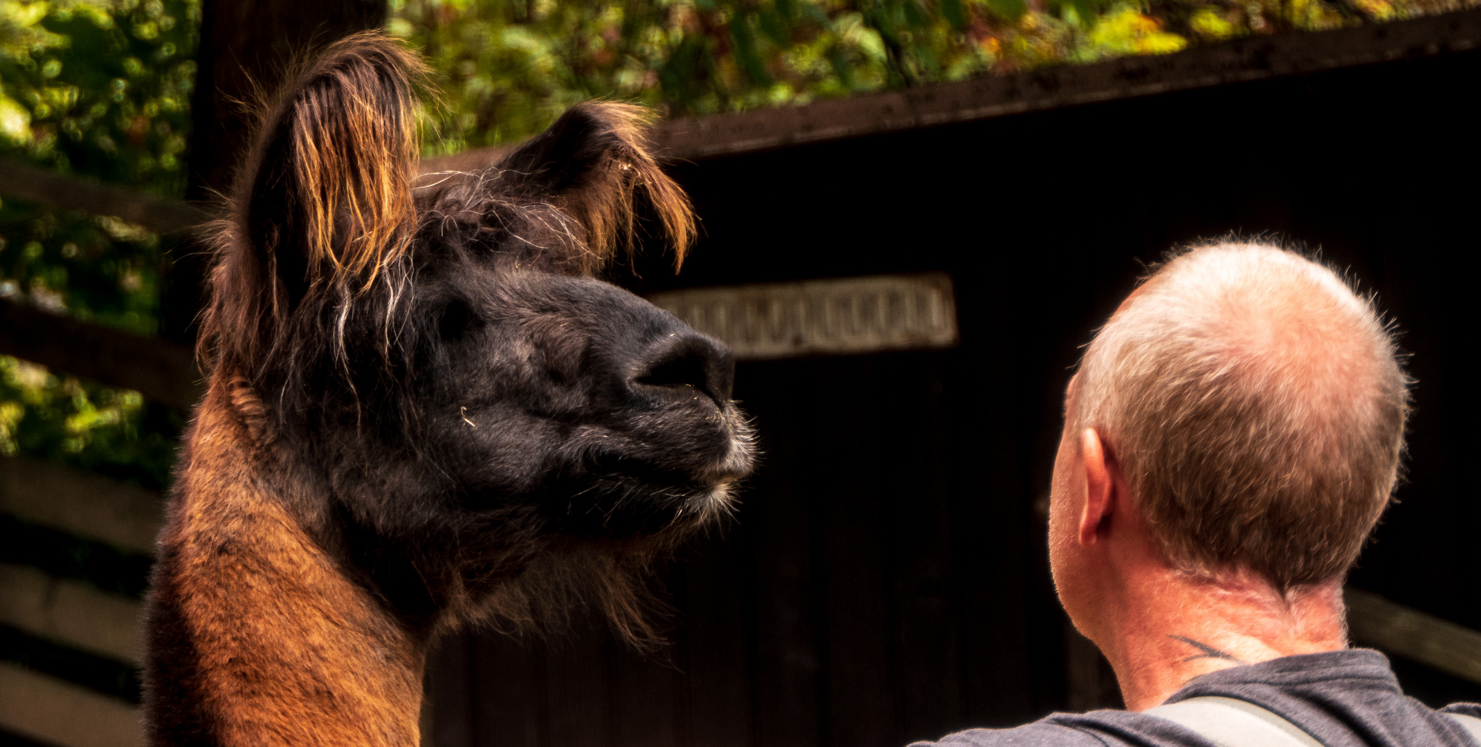 Hab' mehr Haare als du