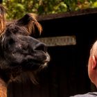 Hab' mehr Haare als du