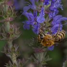 hab mein Bienchen befreit....