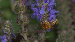 hab mein Bienchen befreit....