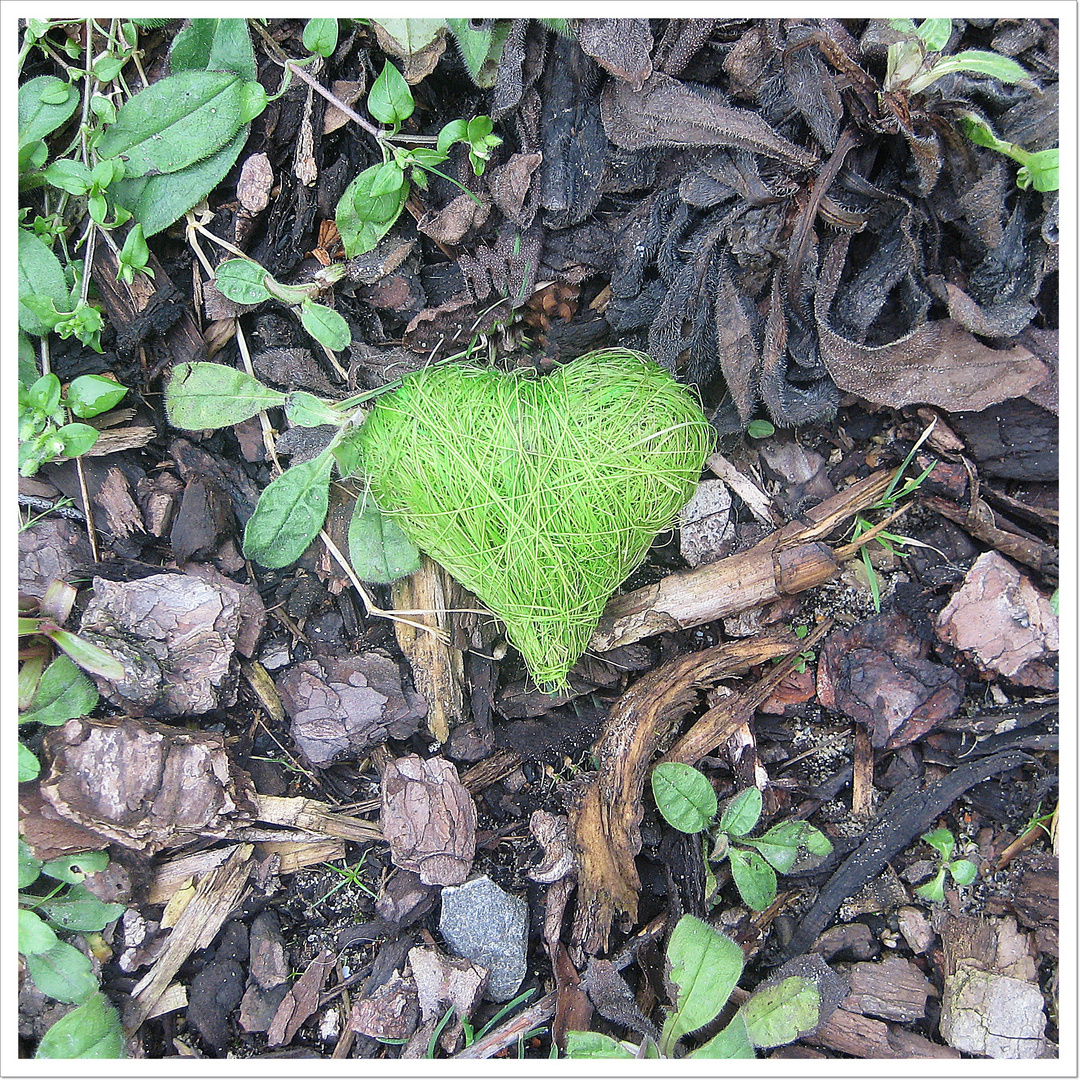 Hab mein Herz letzten Sommer im Garten verloren...