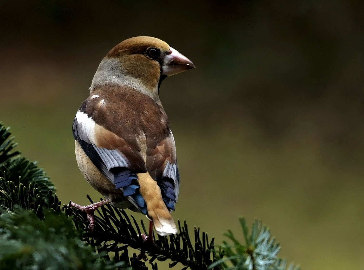 Hab Mein Hochzeitskleid Wieder Mal Angezogen Foto Bild Tiere Wildlife Wild Lebende Vogel Bilder Auf Fotocommunity